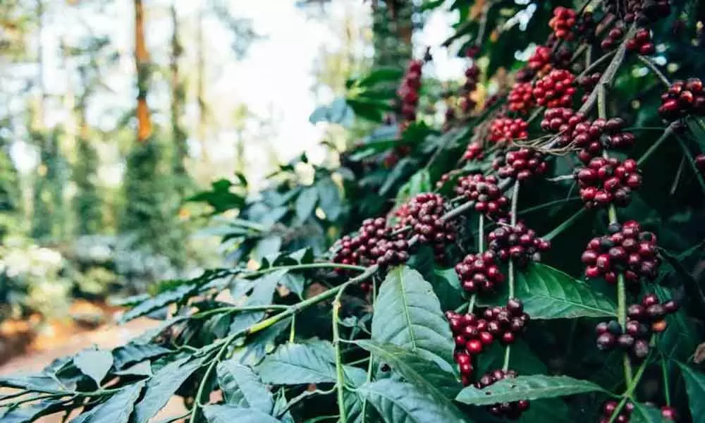 Coffee Plantations